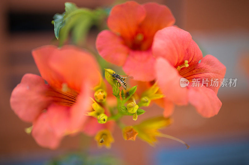 红色的芙蓉花