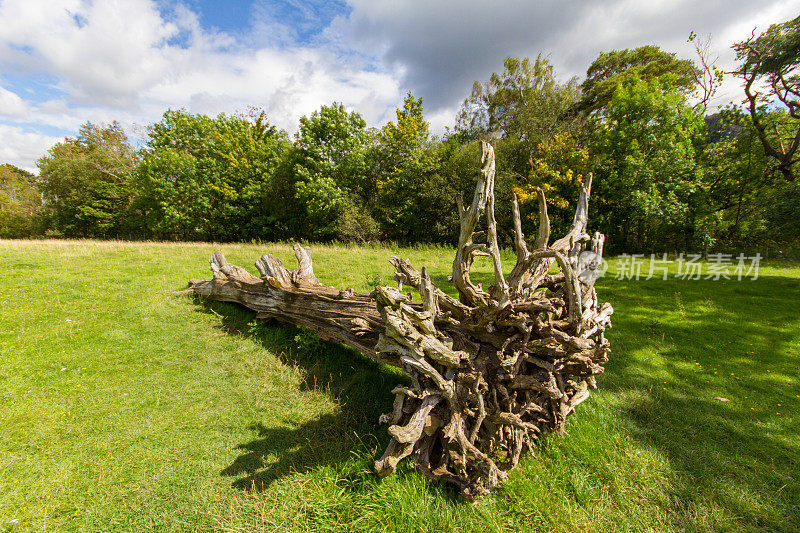 英国坎布里亚郡Keswick的一棵老砍树