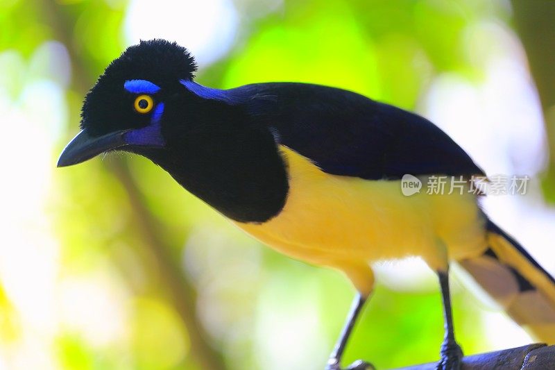 田园诗般的动物观鸟旅行:美丽而好奇的长毛冠Jay热带鸟-潘塔纳尔湿地和亚马逊雨林，巴西
