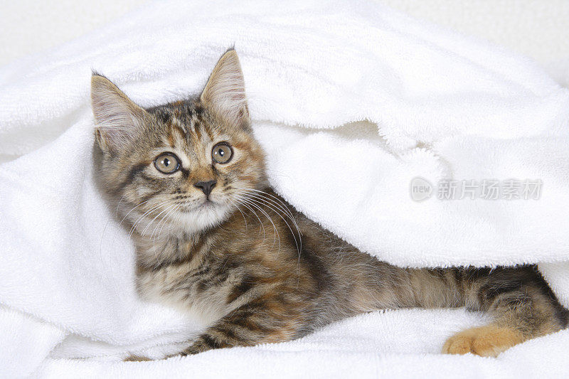 小猫用手帕裹着白毛巾