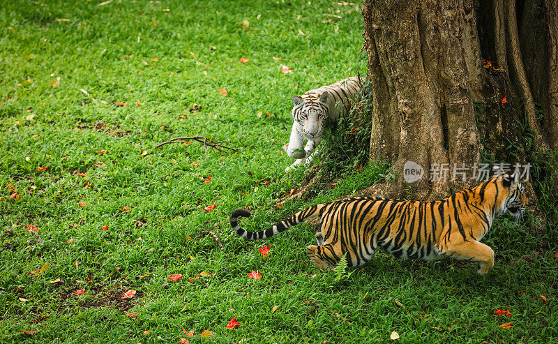 小老虎在草地上玩耍