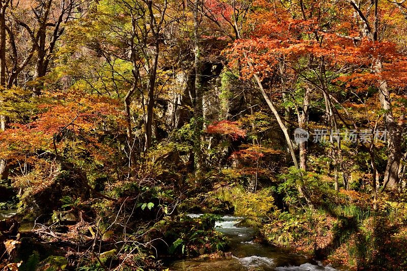 日本青森市秋天的磐濑山溪