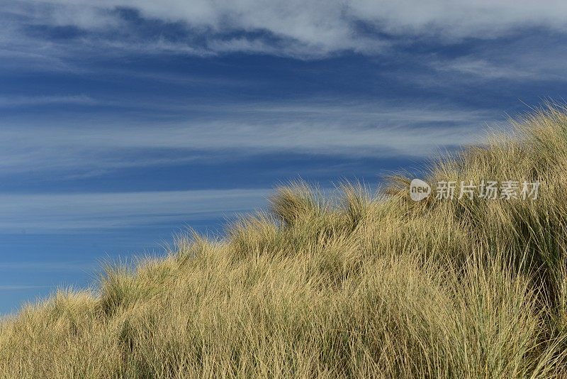 沙丘草，泽西岛，英国