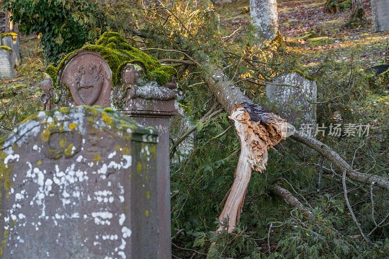 德国，一棵被连根拔起的树，在古老的犹太墓地上，墓碑已被风化