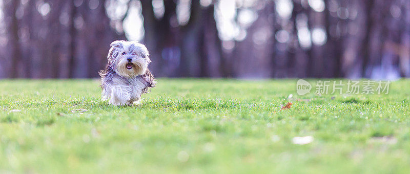 莫基犬，马尔济斯约克犬