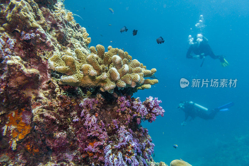 大自然中的快乐:水下呼吸器潜水员和珊瑚