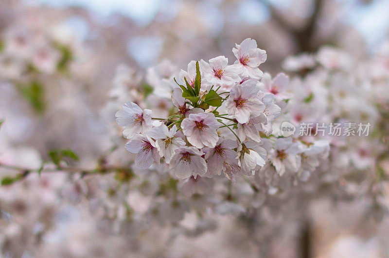 樱花