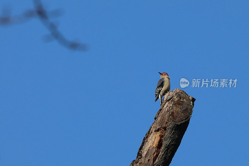红腹啄木鸟栖息在树干上