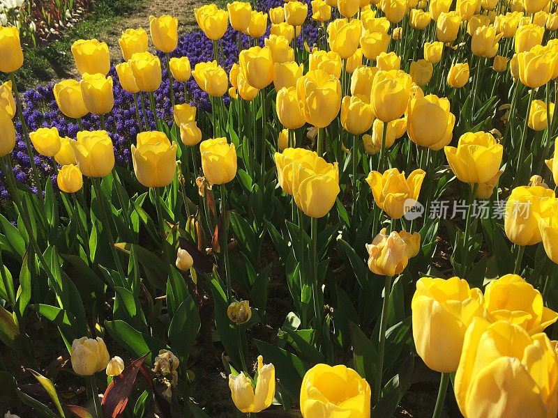 郁金香花园