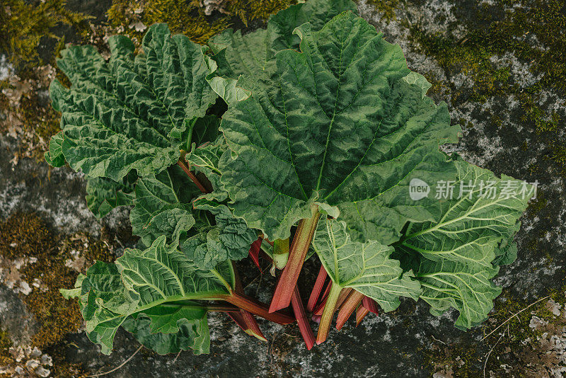 大黄背景平铺在户外