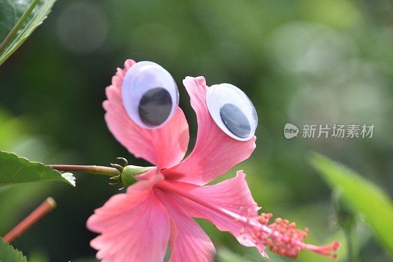 花眼睛