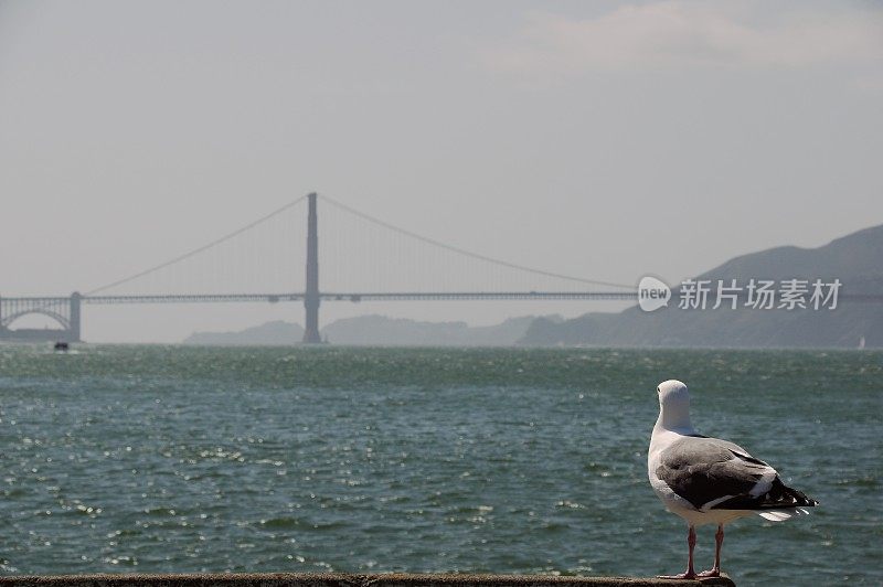 海鸟在行动