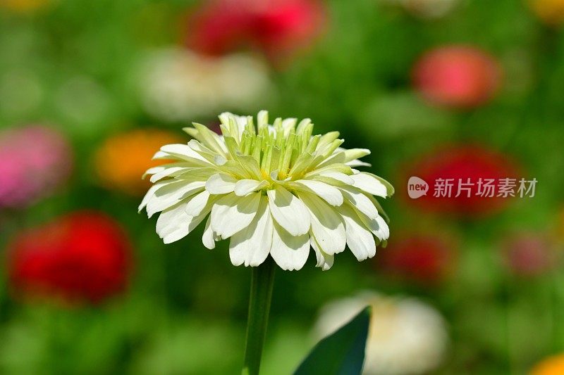 Zinnia花