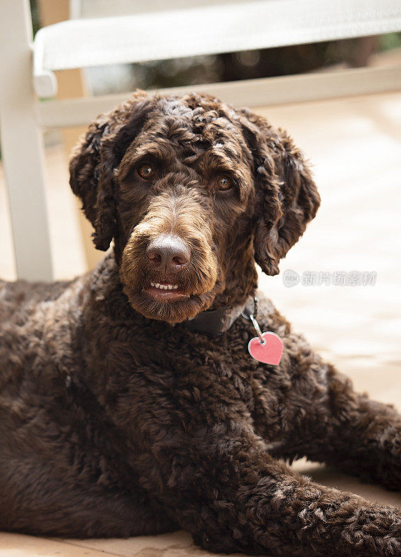 布朗Labradoodle