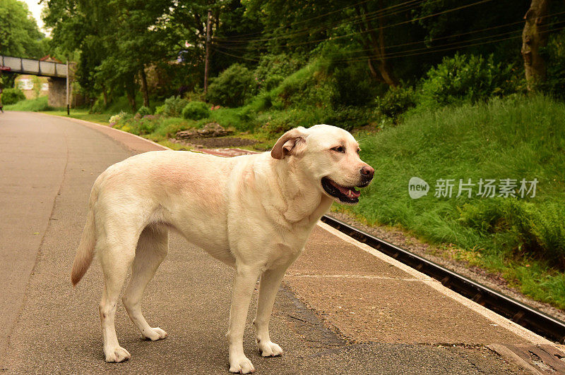 英国火车站的拉布拉多寻回犬