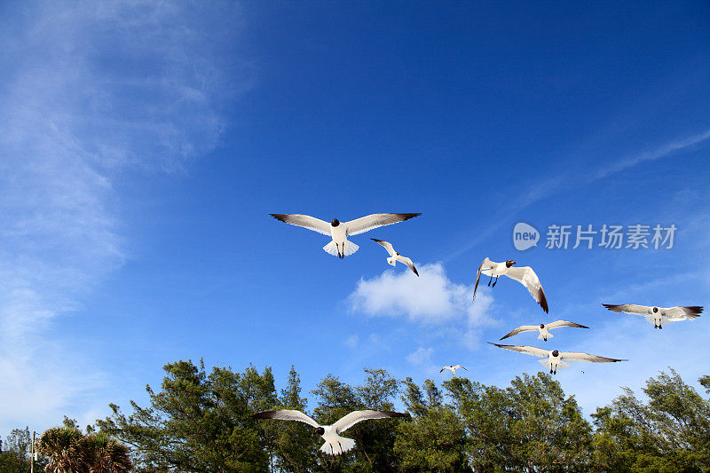 一群海鸥飞过湛蓝清澈的天空