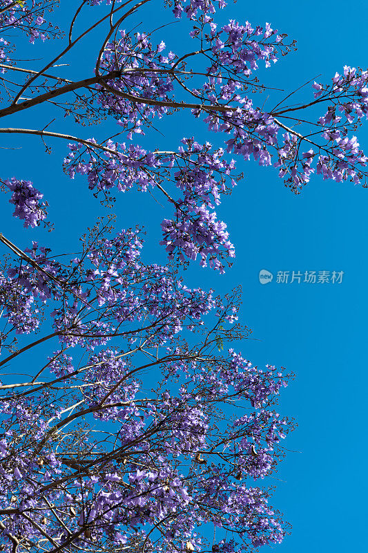 盛开的蓝花楹树，葡萄牙