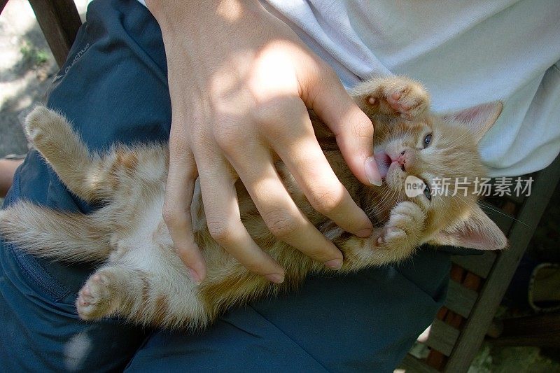 好玩的姜小猫