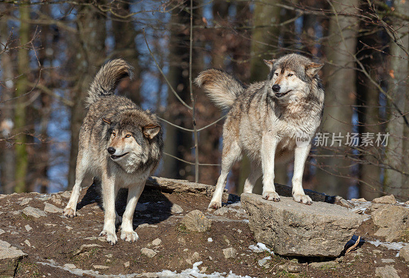 两只加拿大森林狼在冬天