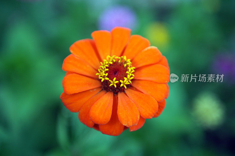 zinnia线虫花