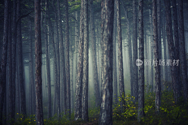 朦胧早晨梦幻的森林