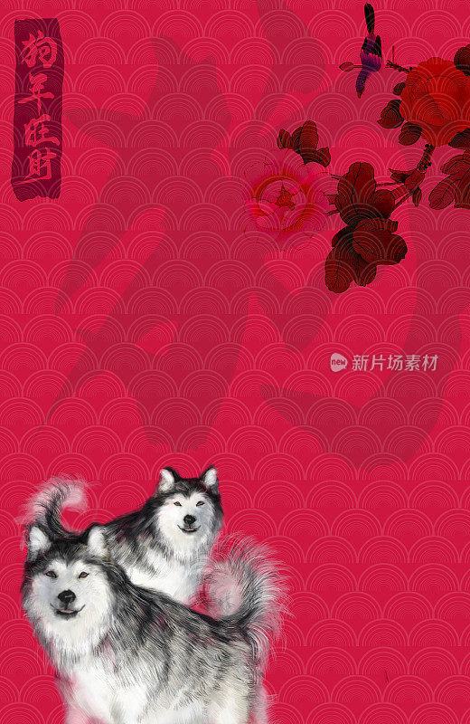 狗年,新年,春节,西伯利亚哈士奇