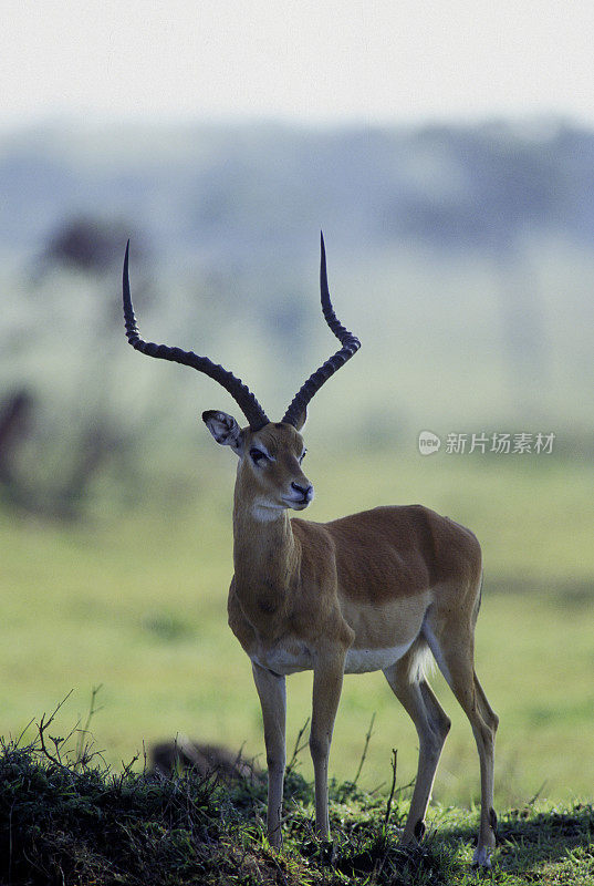 黑斑羚站在阴影里，肯尼亚