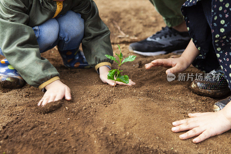 近距离的手种植幼苗。爸爸、漂亮女孩和漂亮男孩在农场里种苗。