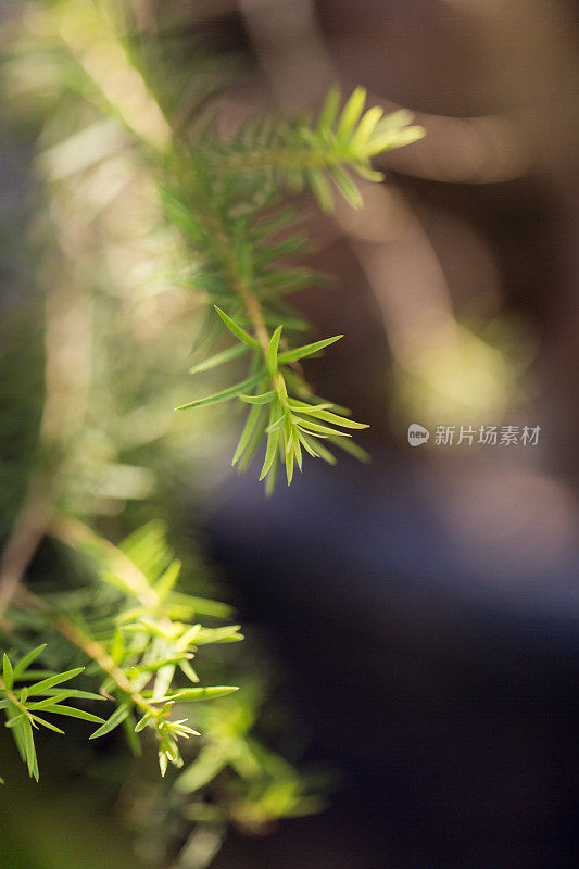 茶树植物