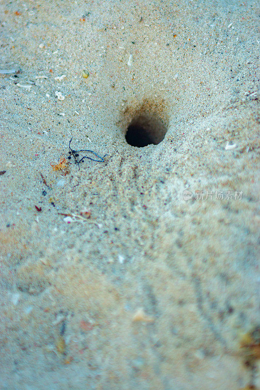 沙洞是陆蟹生活的地方
