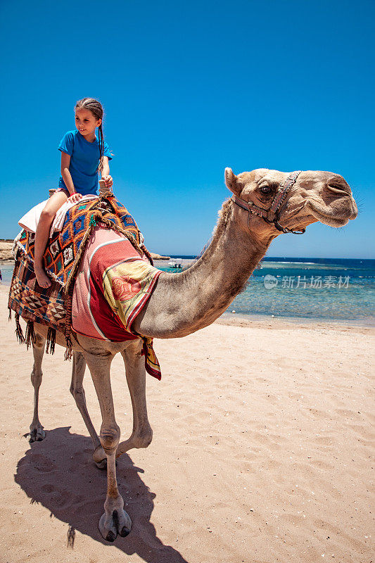 埃及骑骆驼的小女孩