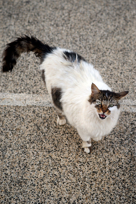 孤独的流浪猫