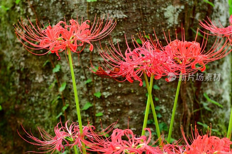 蜘蛛百合花，日高市，日本