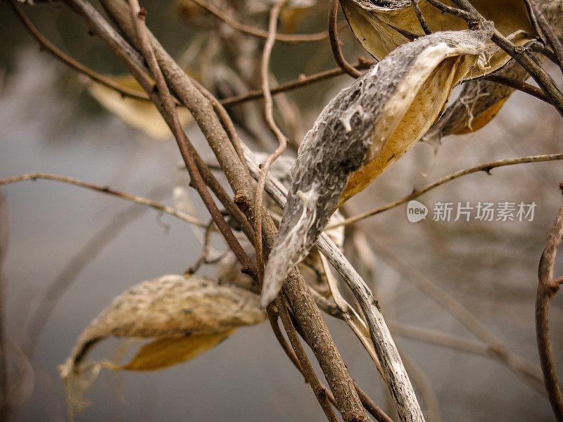 死乳草豆荚全框架自然植物