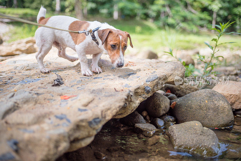 顽皮的小杰克罗素梗狗在瀑布中玩耍