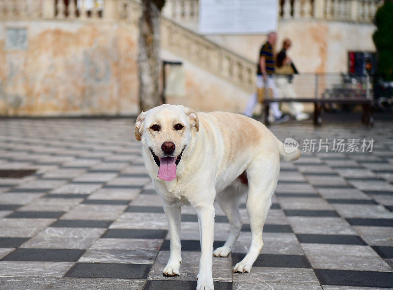 西西里的拉布拉多寻回犬