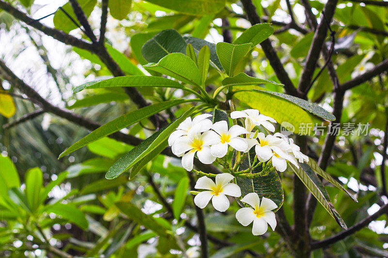 白色鸡蛋花的分支与季风雨滴特写。