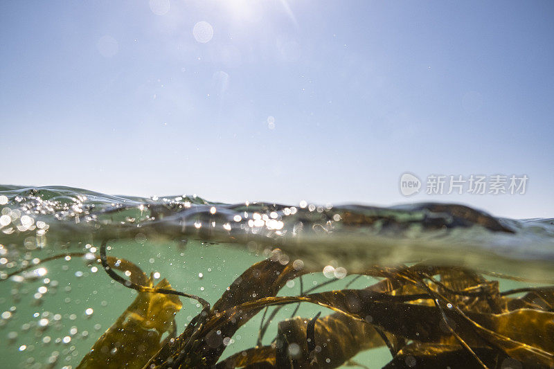 9月的一天，在康沃尔的波斯科诺，清澈的海水里，海藻在游动。