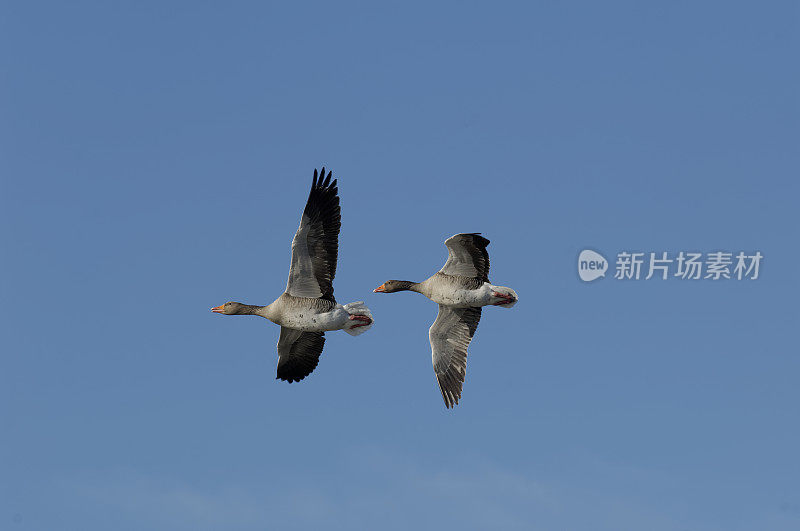 灰鹅飞翔(安泽安泽)