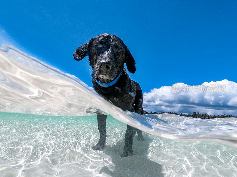 家狗喜欢在热带海游泳