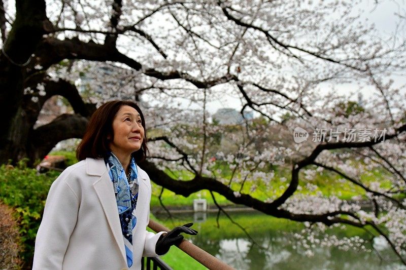 日本女子在东京公园欣赏樱花