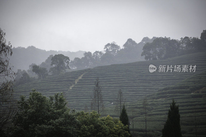 杭州附近的绿茶农场