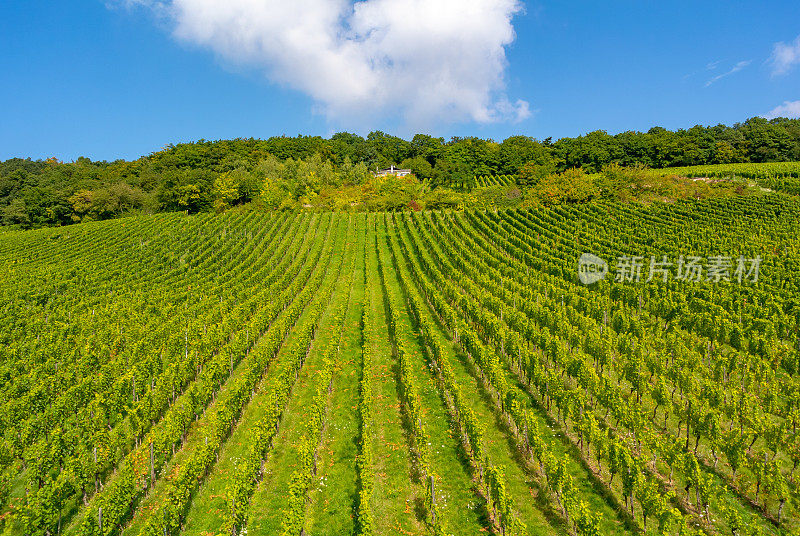 葡萄园在低森林纪念碑纪念碑Rüdesheim，德国