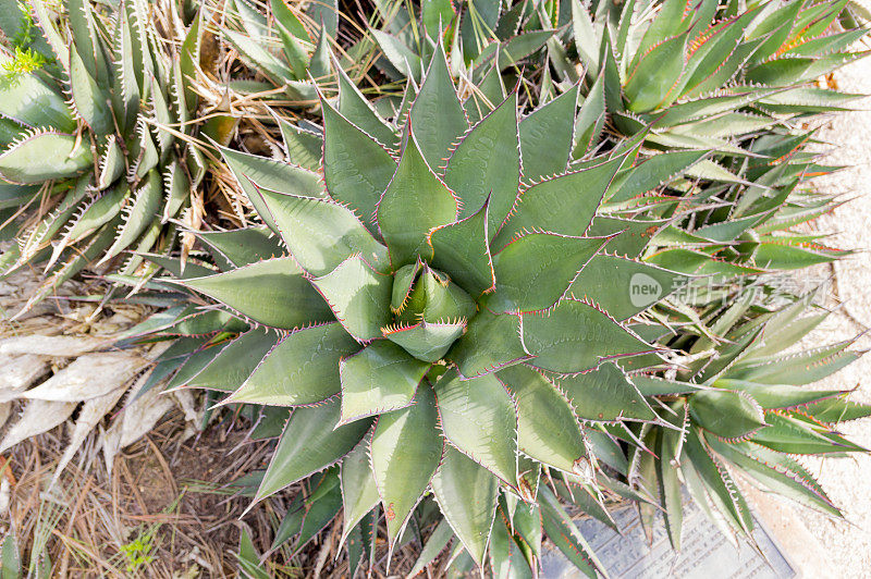 从上往下看肉质植物生长在加州圣地亚哥