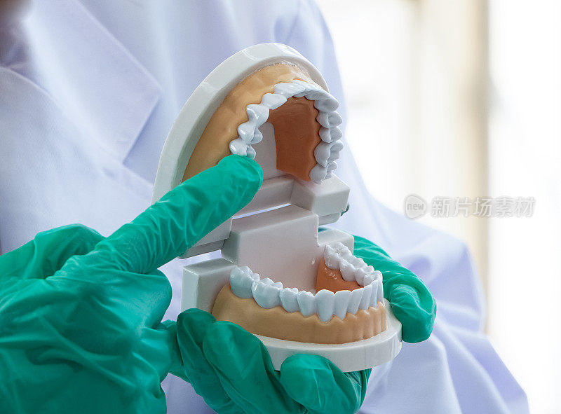 牙科技师展示人类牙齿的结构、齿箍、保健和医疗理念