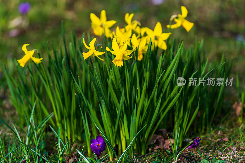 水仙花在春天