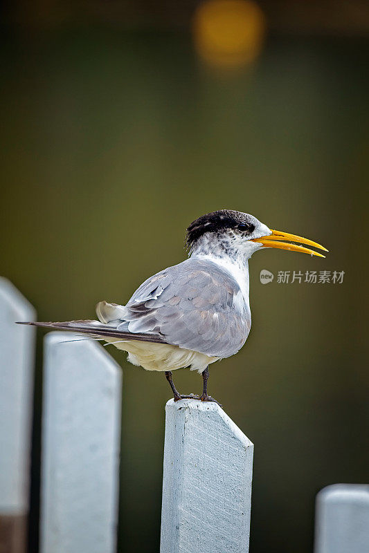 凤头燕鸥