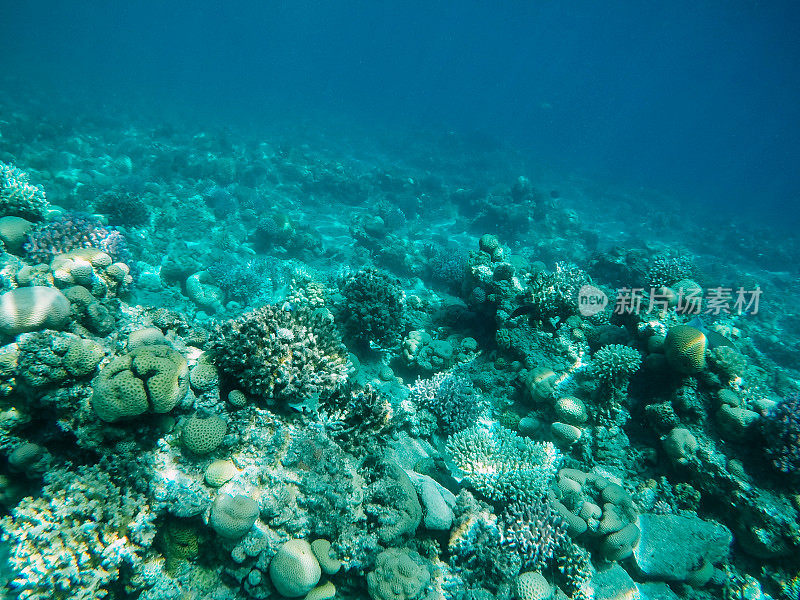 红海中的水下珊瑚礁