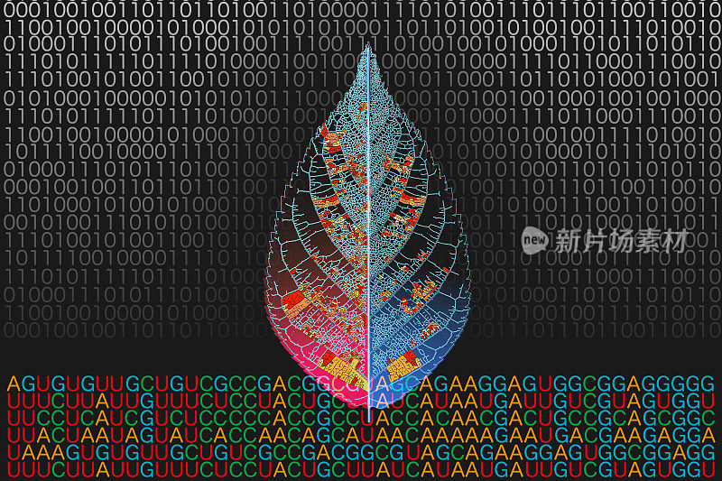 为了保护植物环境，检测了叶片mRNA碱基编码和二进制编码的分析。