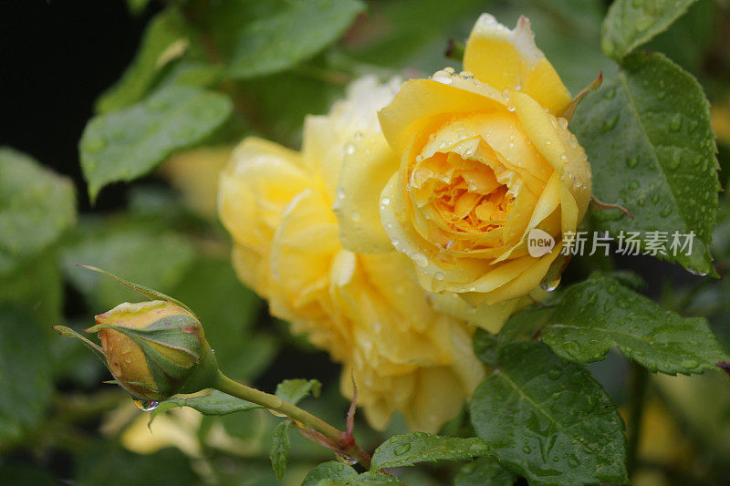 花坛上的黄色玫瑰和水滴，雨露，芬芳的黄色玫瑰丛花蕾，花瓣与模糊的园艺背景，浪漫的束玫瑰花瓶，情人节，插花，婚礼花束